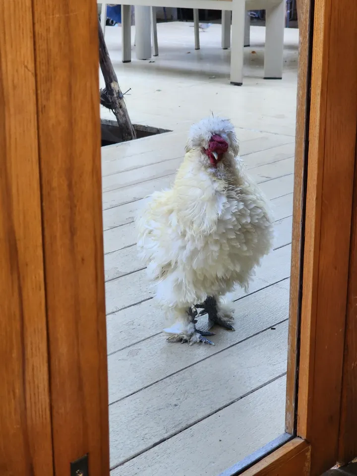 เชอรีน - ณัฐจารี หรเวชกุล