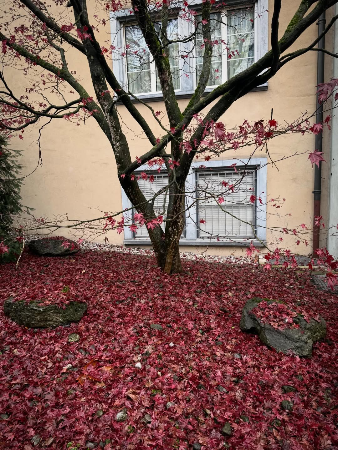 วิน ศิริวงศ์