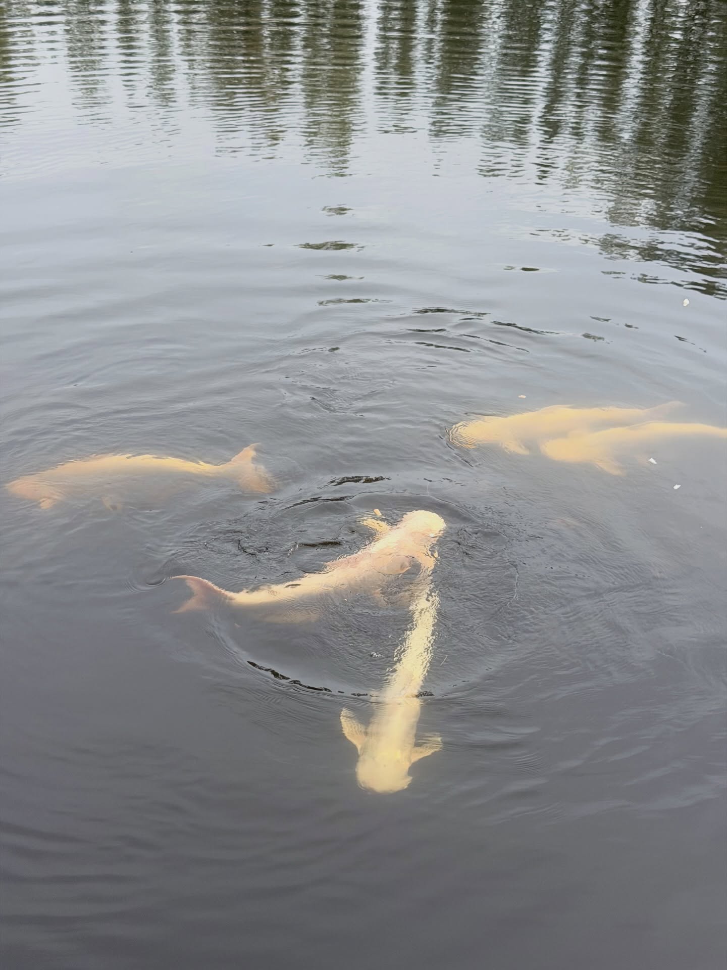 ณฐ - ณฐสิชณ์ เอื้อเอกสิชฌ์