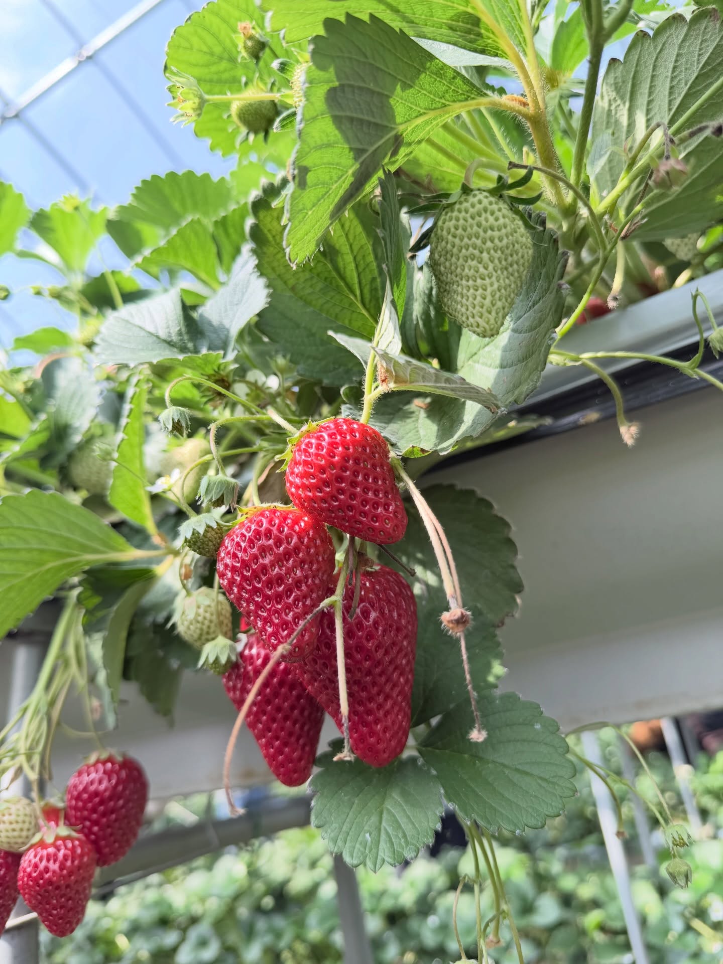 ณฐ - ณฐสิชณ์ เอื้อเอกสิชฌ์