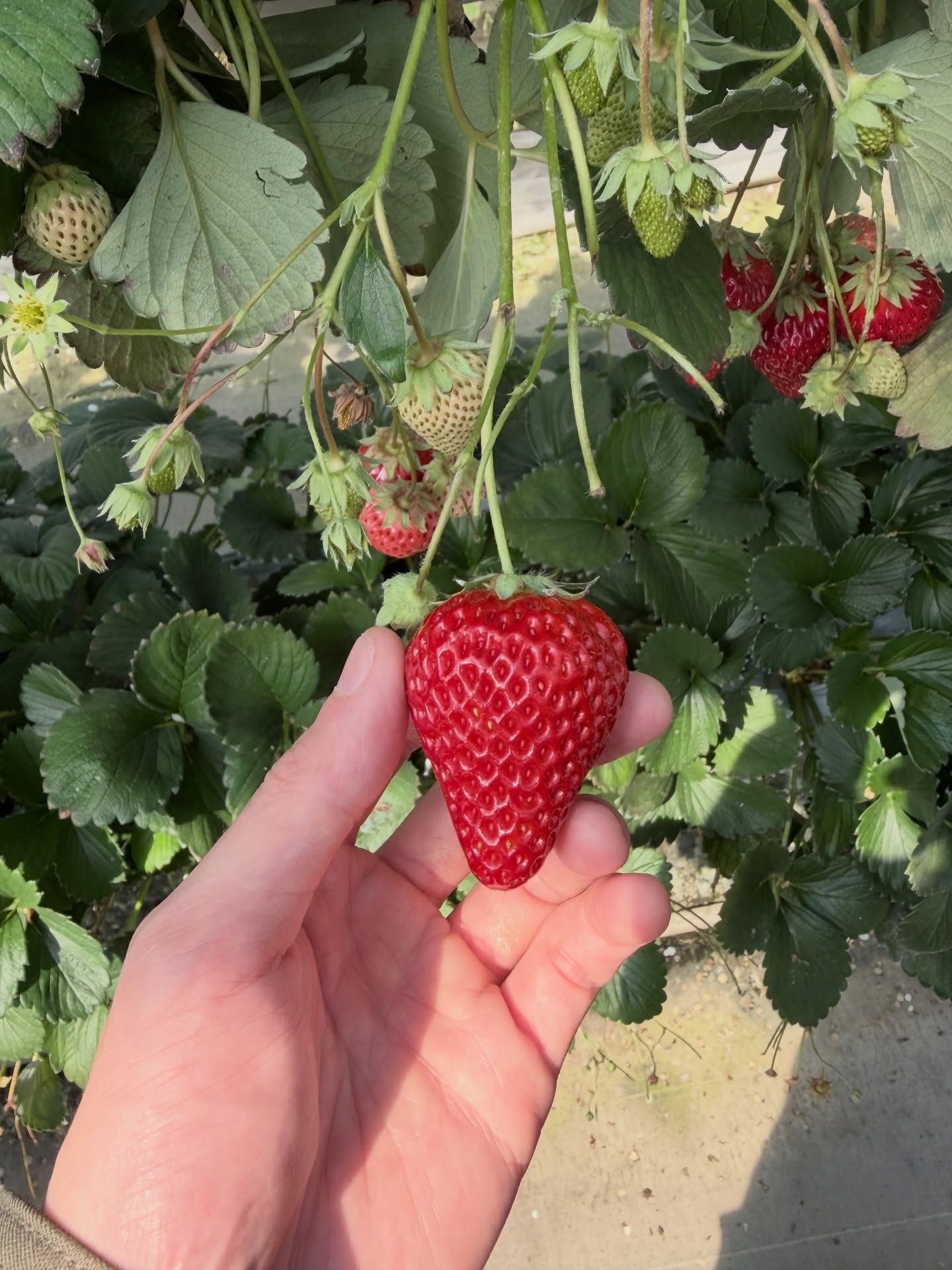 ณฐ - ณฐสิชณ์ เอื้อเอกสิชฌ์