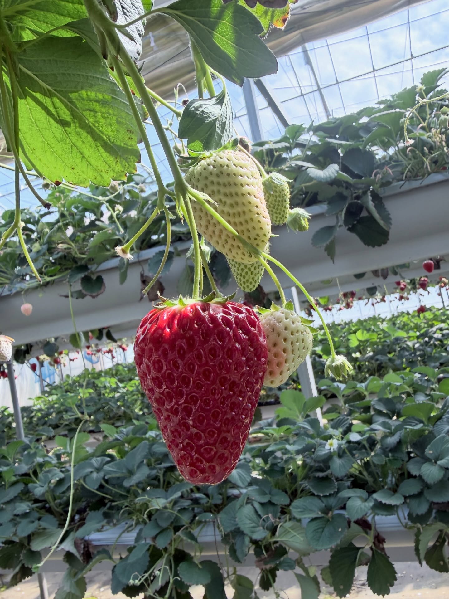 ณฐ - ณฐสิชณ์ เอื้อเอกสิชฌ์