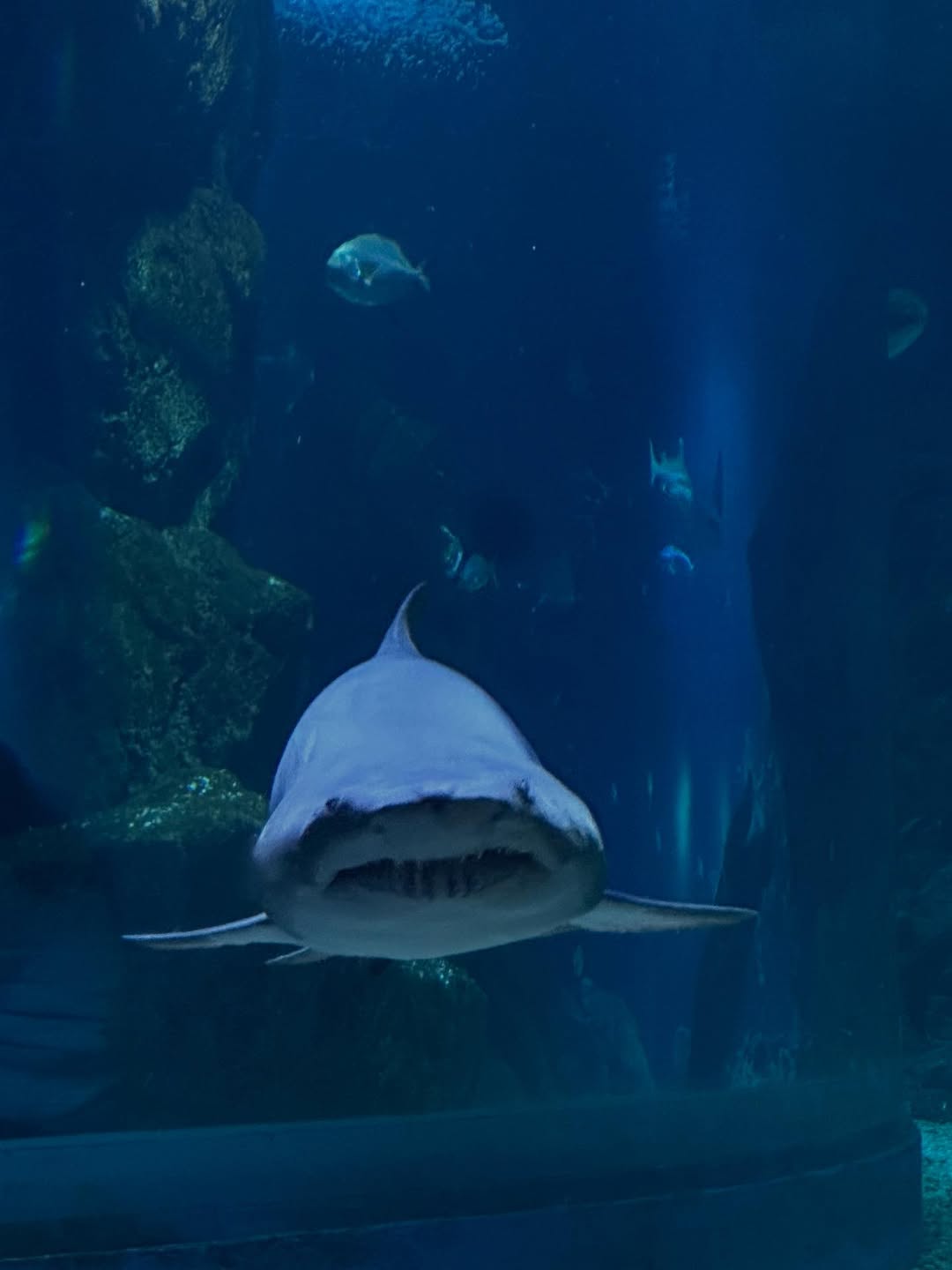 เบคกี้ - รีเบคก้า แพทรีเซีย อาร์มสตรอง