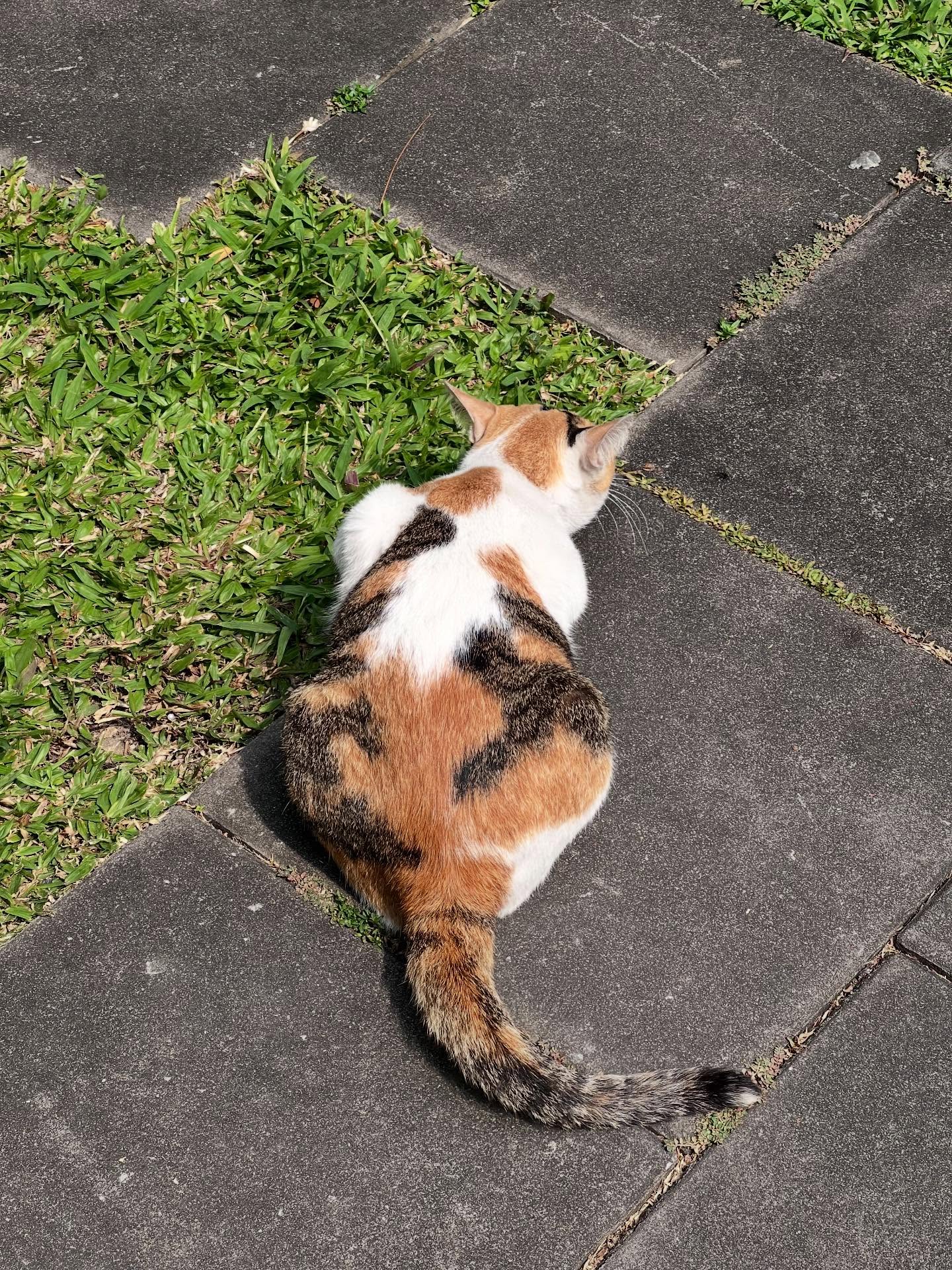 เบคกี้ - รีเบคก้า แพทรีเซีย อาร์มสตรอง