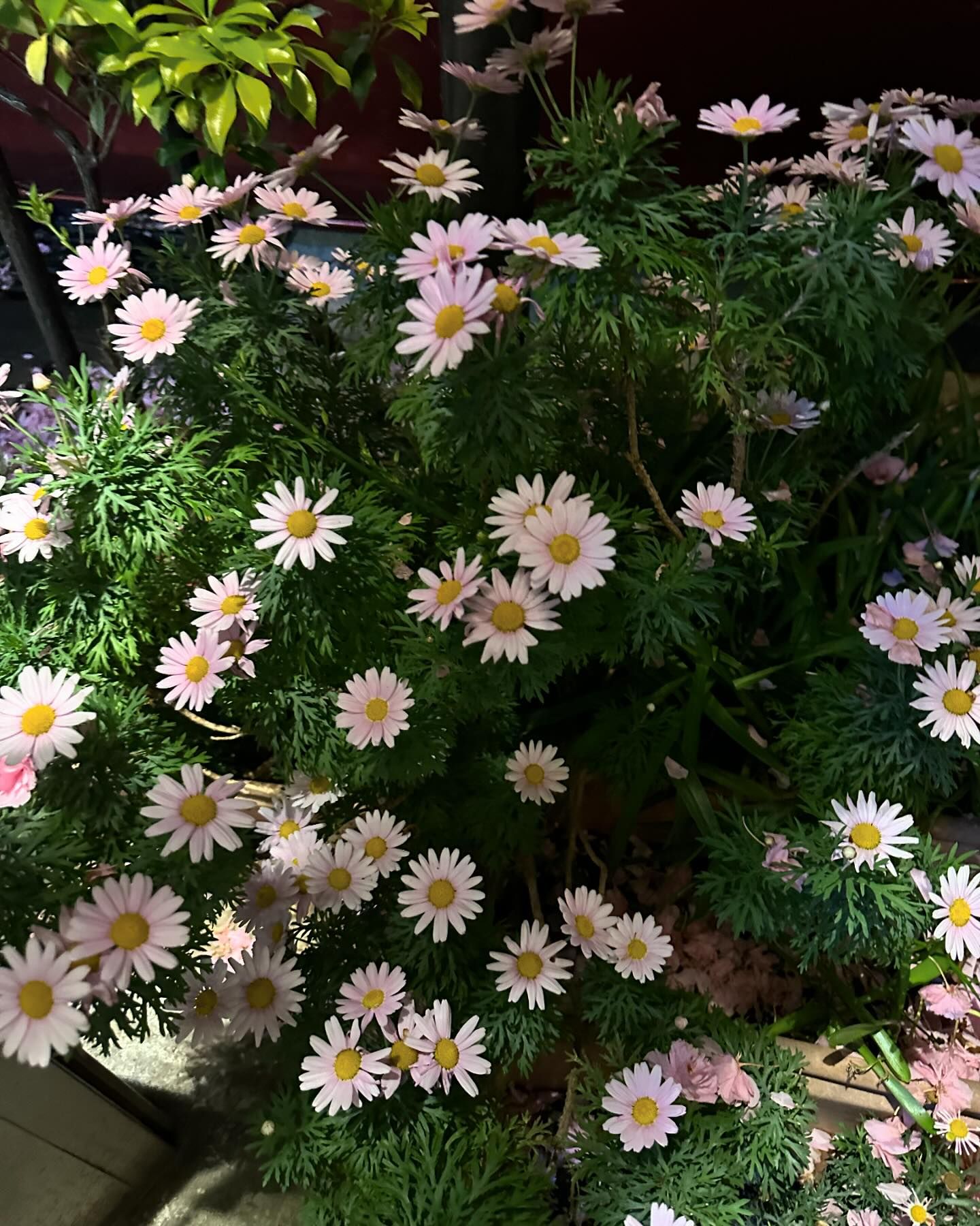 แพนเค้ก - เขมนิจ จามิกรณ์