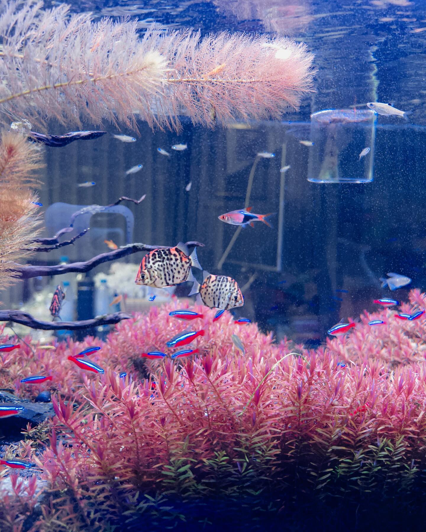 แพนเค้ก - เขมนิจ จามิกรณ์