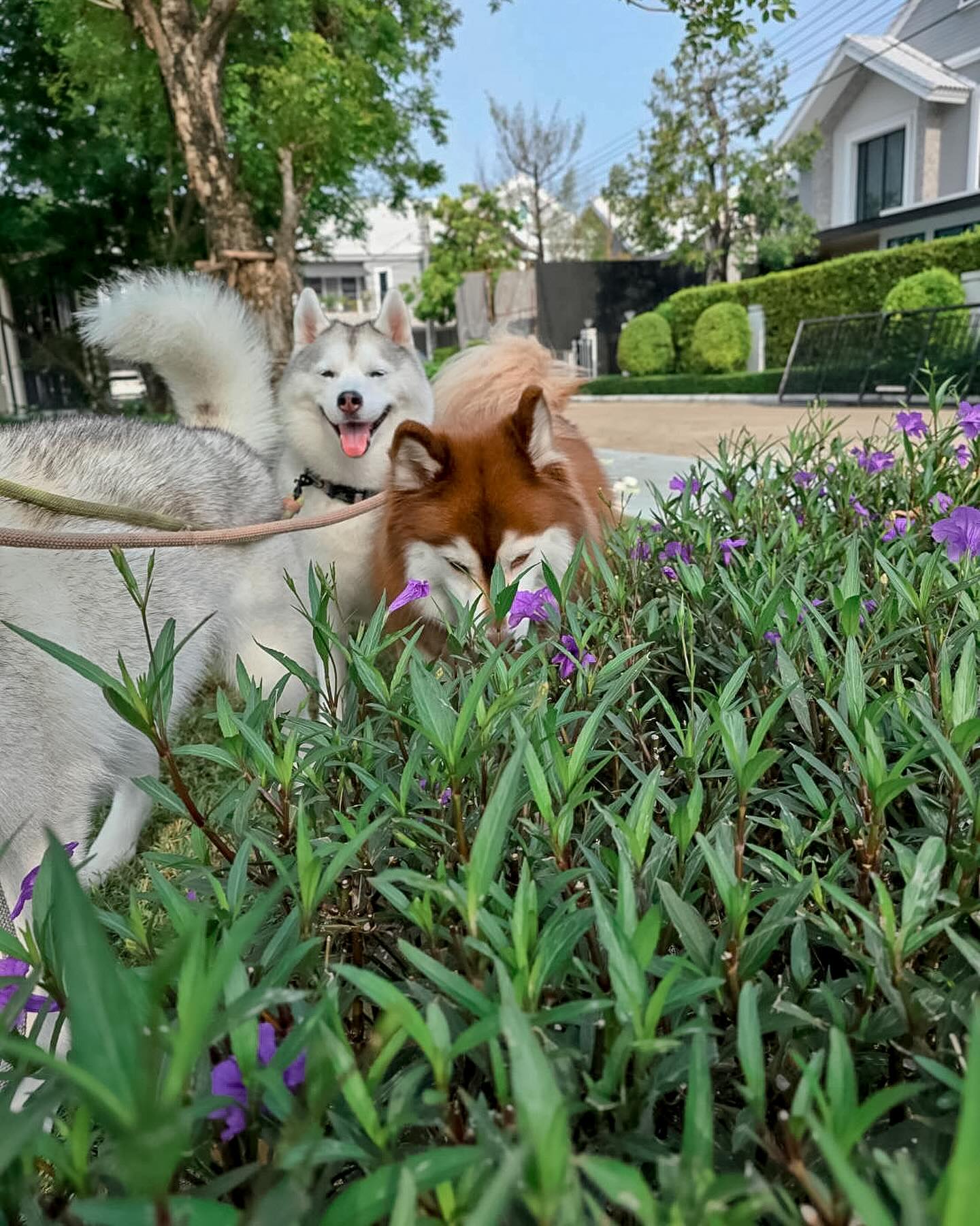 แพนเค้ก - เขมนิจ จามิกรณ์