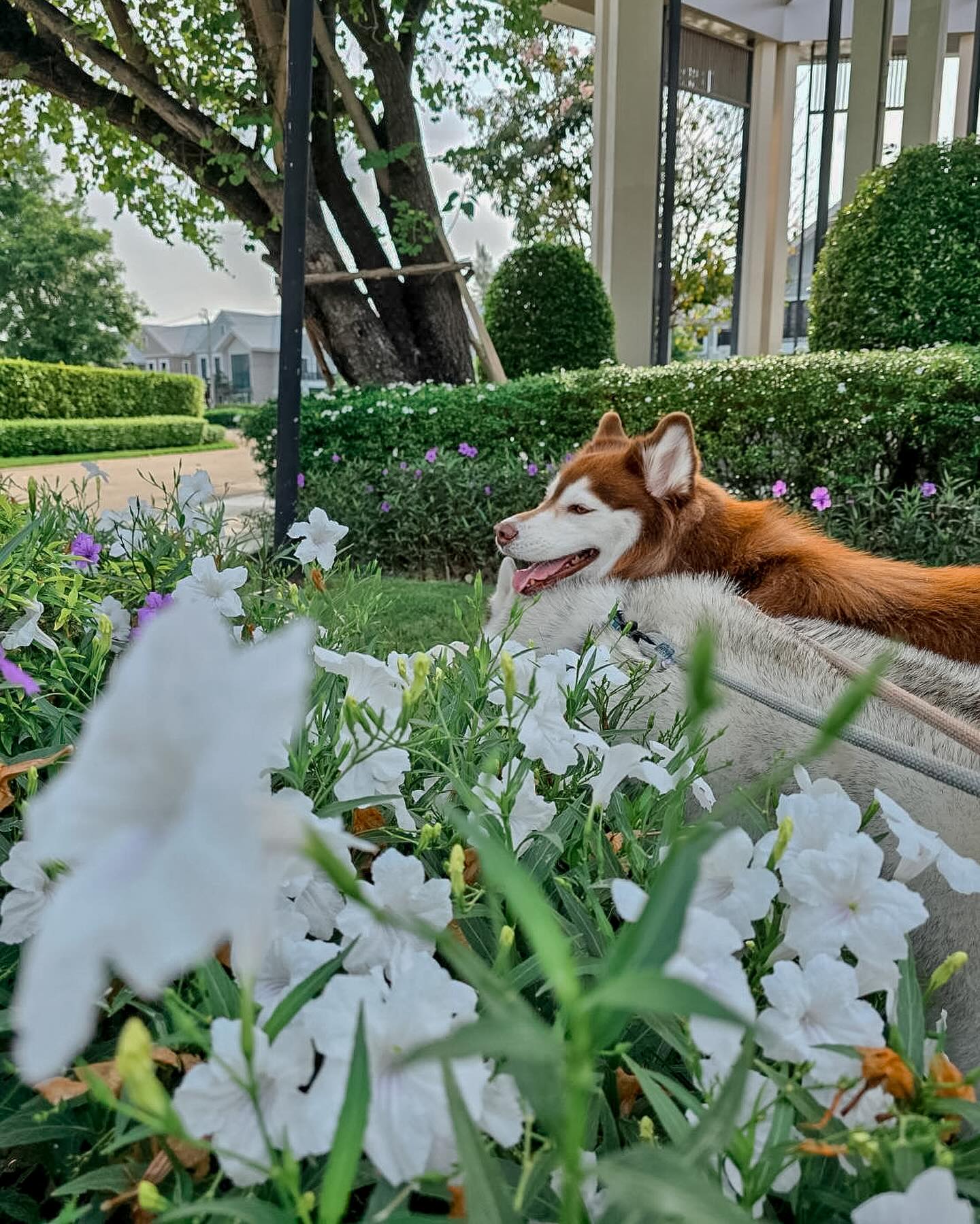 แพนเค้ก - เขมนิจ จามิกรณ์