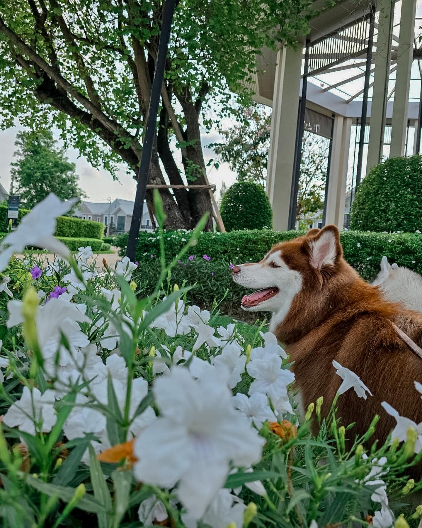 แพนเค้ก - เขมนิจ จามิกรณ์