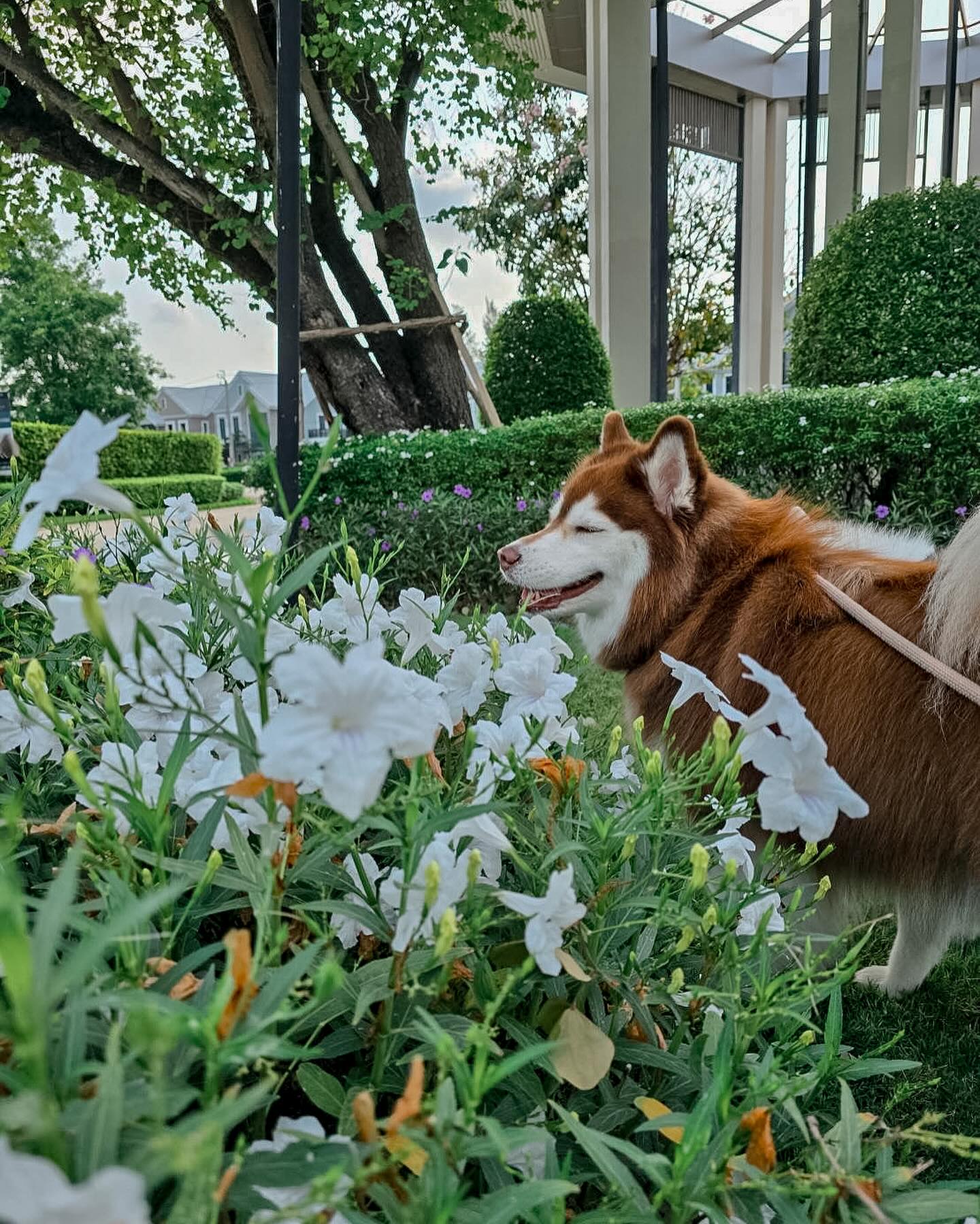 แพนเค้ก - เขมนิจ จามิกรณ์