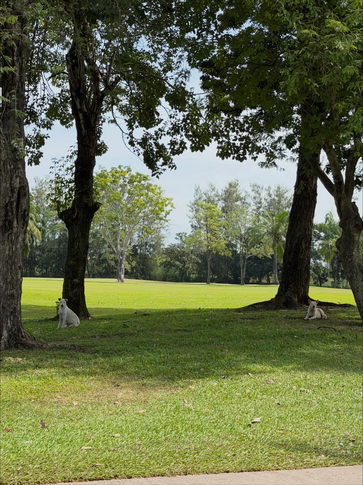 แพนเค้ก - เขมนิจ จามิกรณ์