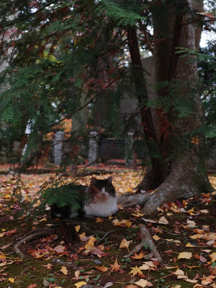 แพนเค้ก - เขมนิจ จามิกรณ์