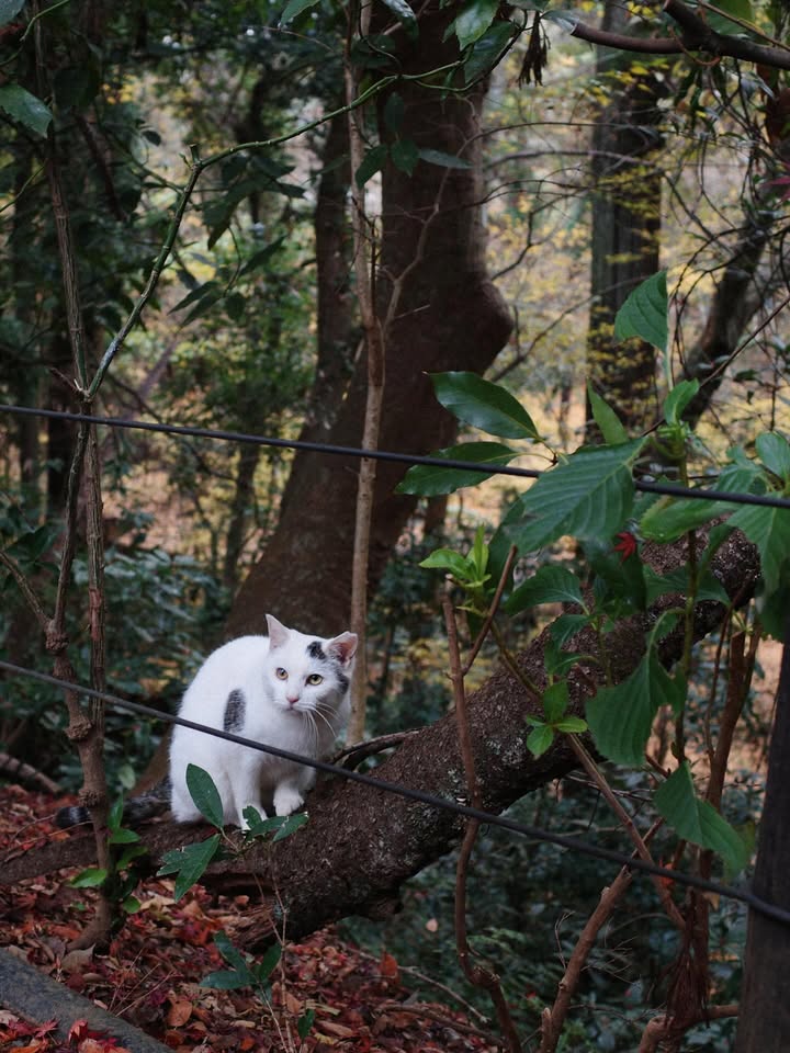 แพนเค้ก - เขมนิจ จามิกรณ์