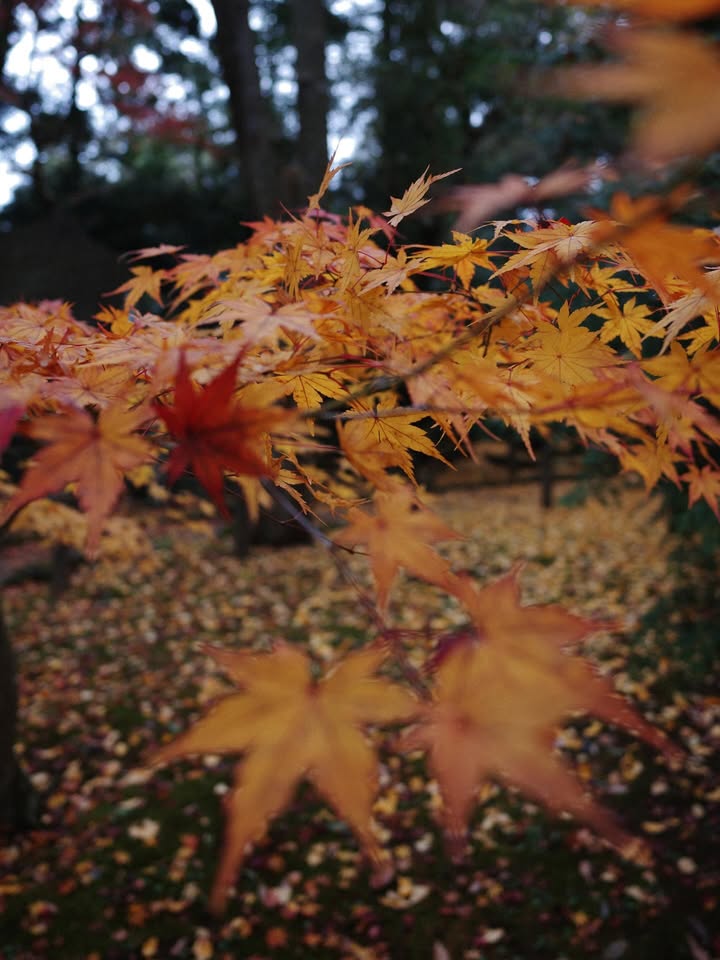 แพนเค้ก - เขมนิจ จามิกรณ์