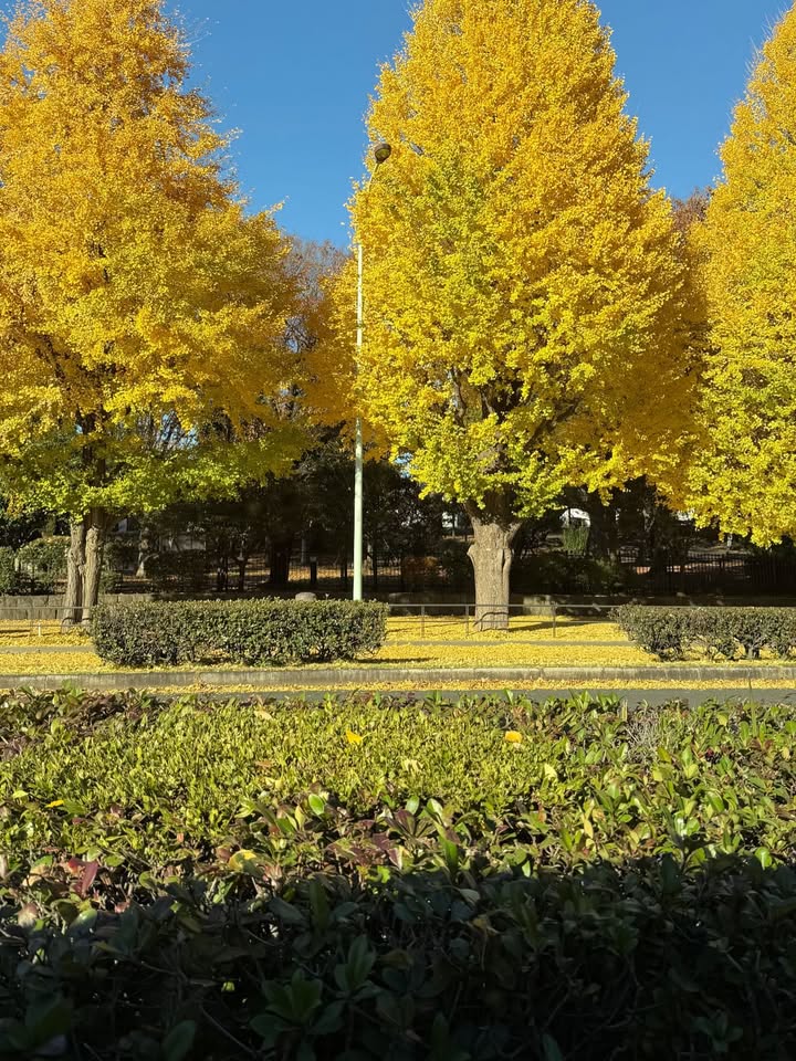 แพนเค้ก - เขมนิจ จามิกรณ์