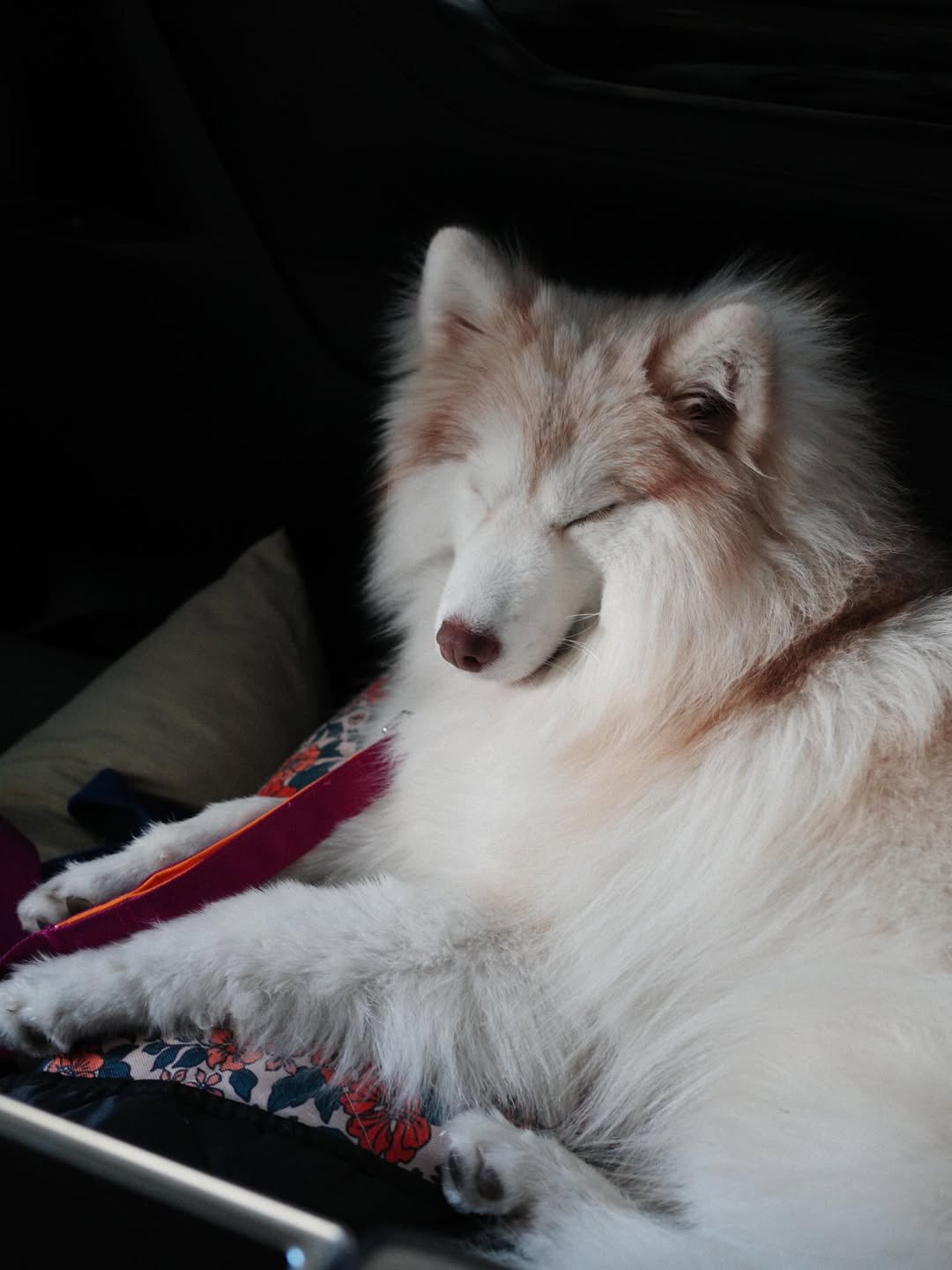 แพนเค้ก - เขมนิจ จามิกรณ์