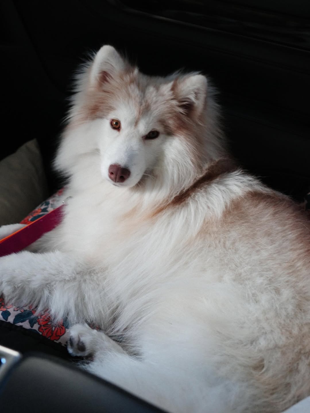 แพนเค้ก - เขมนิจ จามิกรณ์