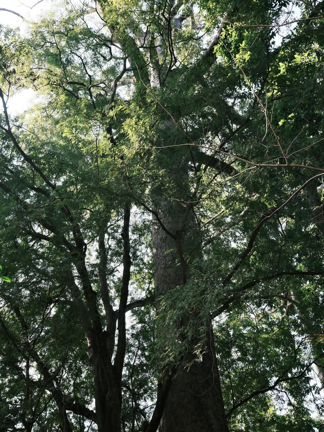 แพนเค้ก - เขมนิจ จามิกรณ์