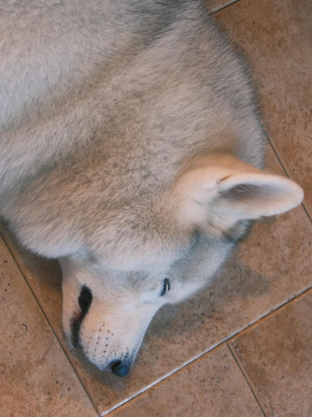 แพนเค้ก - เขมนิจ จามิกรณ์