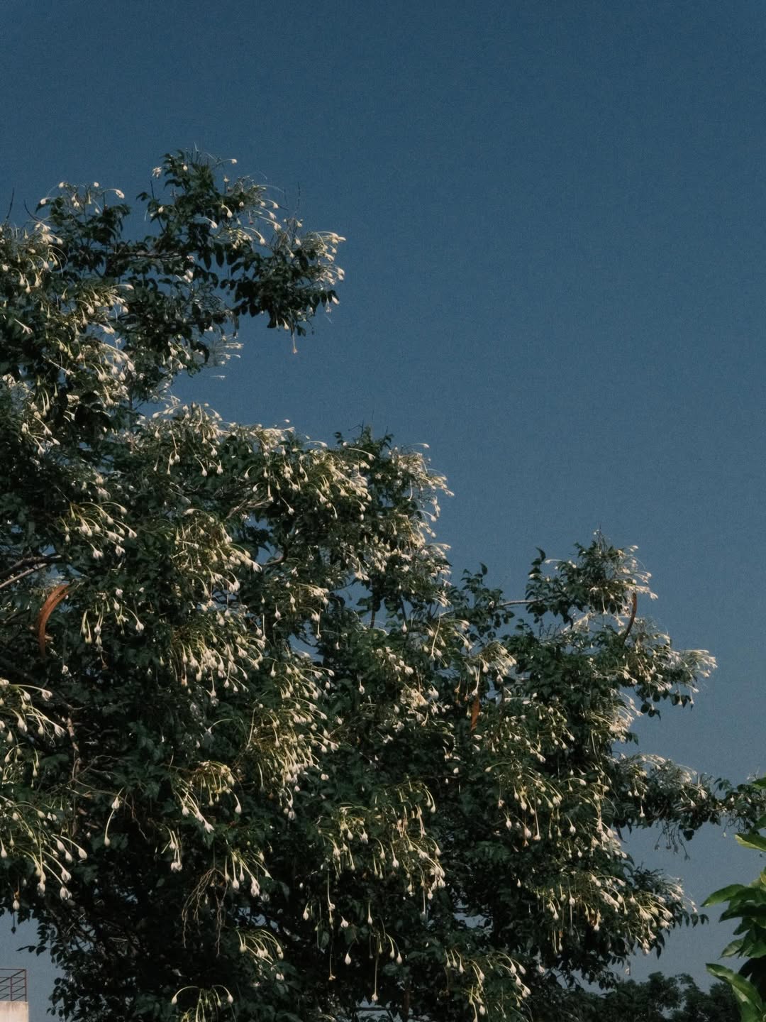 แพนเค้ก - เขมนิจ จามิกรณ์