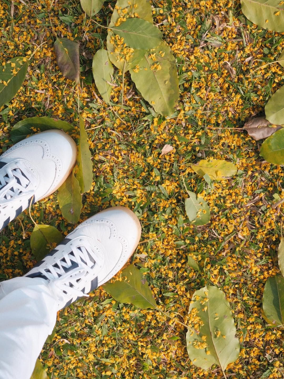 แพนเค้ก - เขมนิจ จามิกรณ์