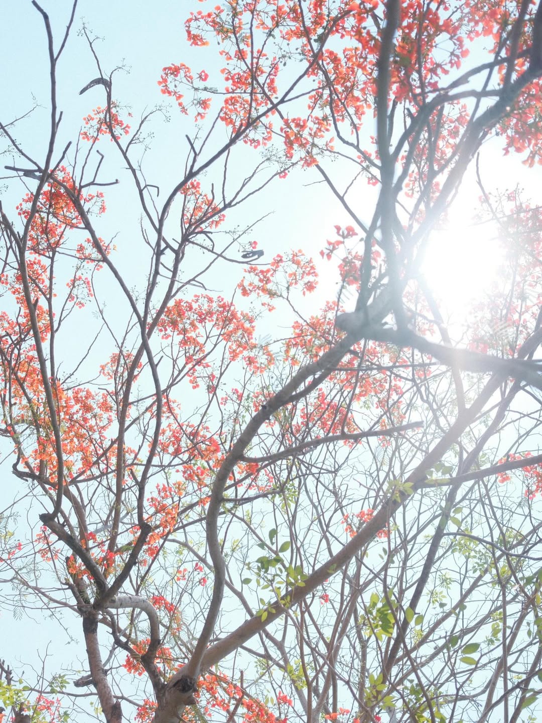 แพนเค้ก - เขมนิจ จามิกรณ์