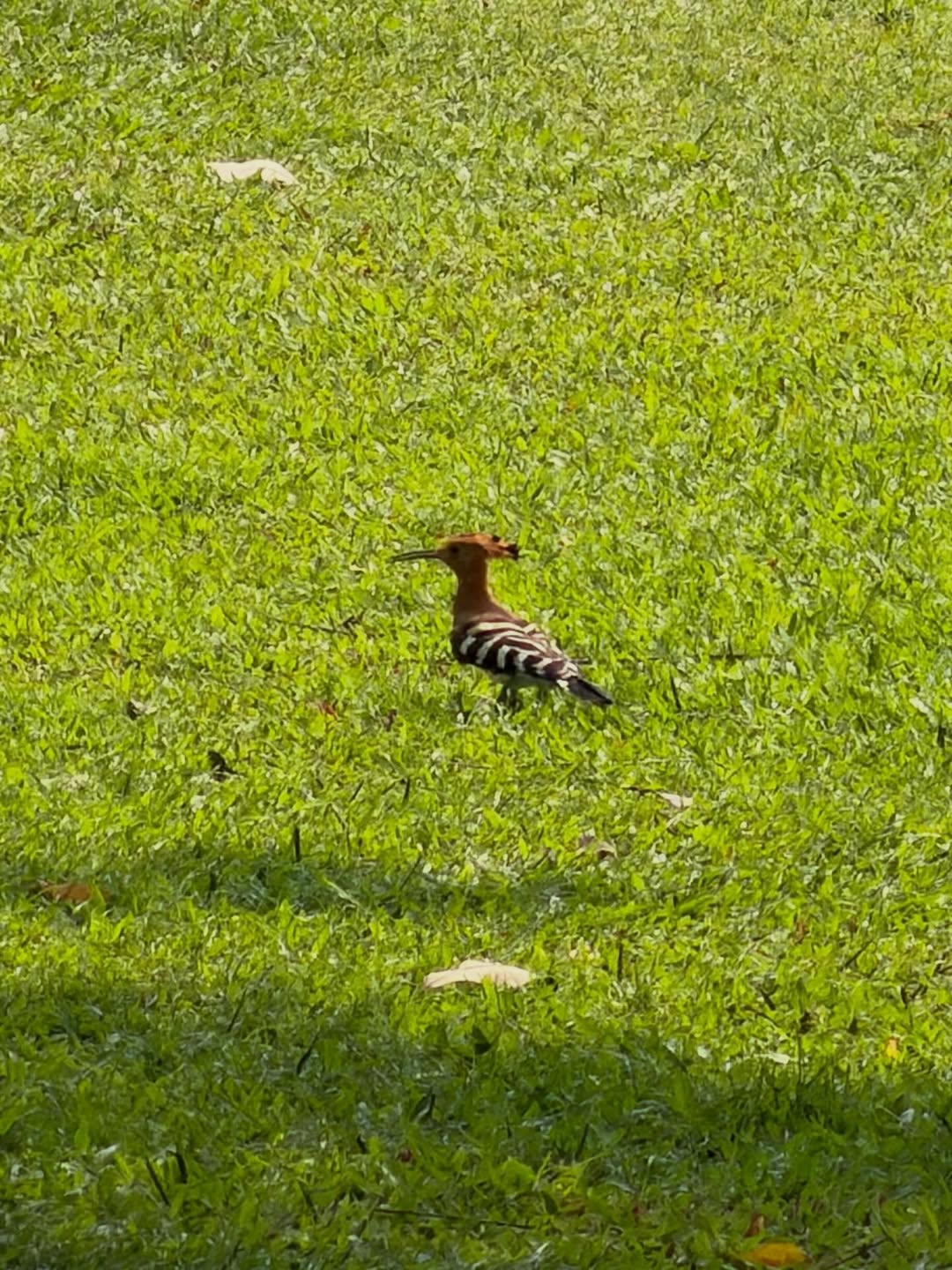 แพนเค้ก - เขมนิจ จามิกรณ์