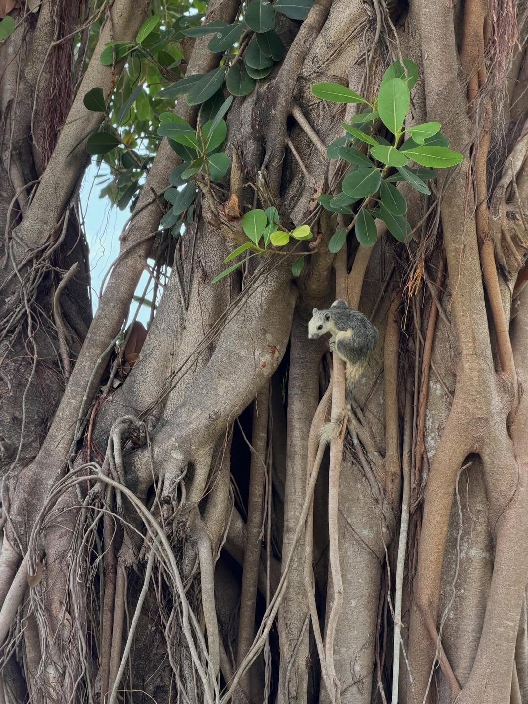 แพนเค้ก - เขมนิจ จามิกรณ์