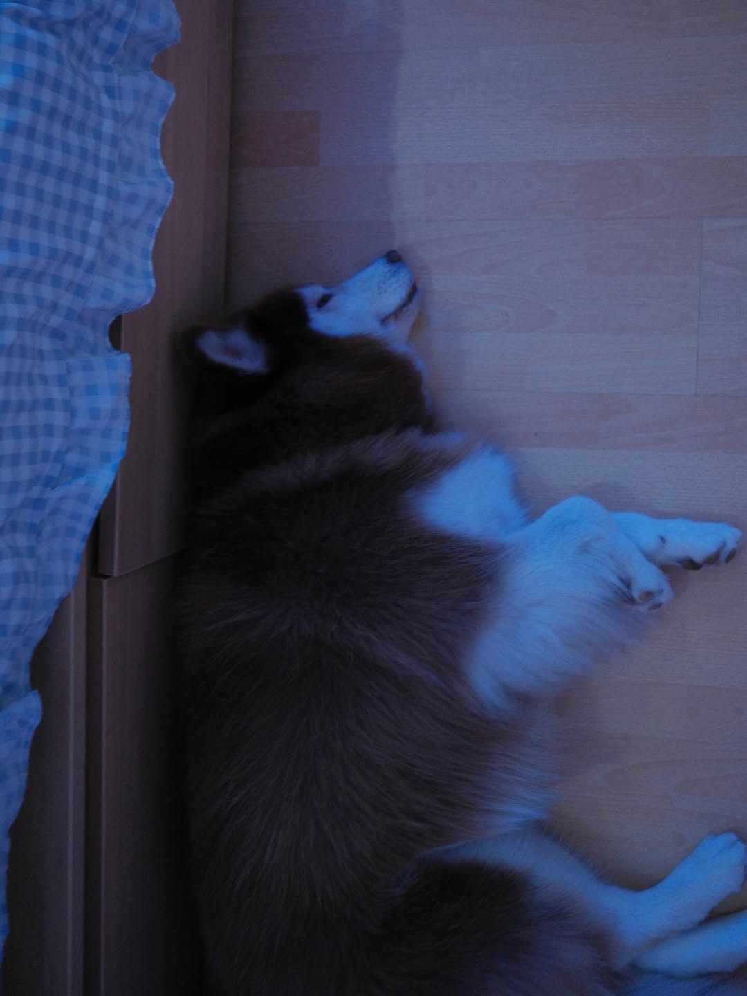 แพนเค้ก - เขมนิจ จามิกรณ์