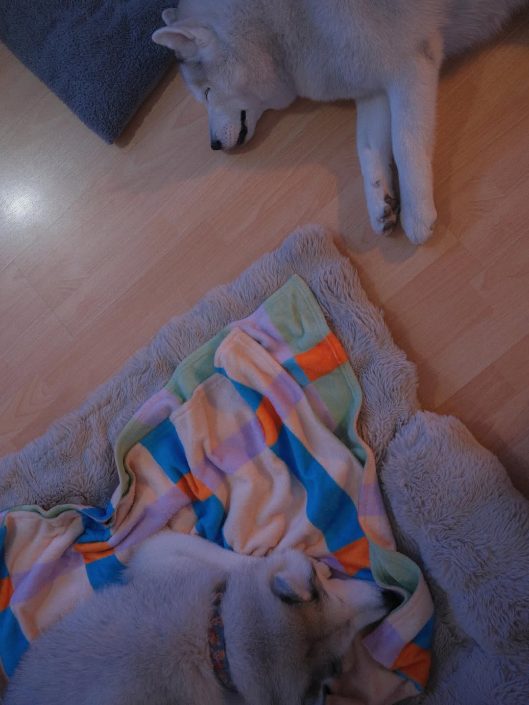 แพนเค้ก - เขมนิจ จามิกรณ์