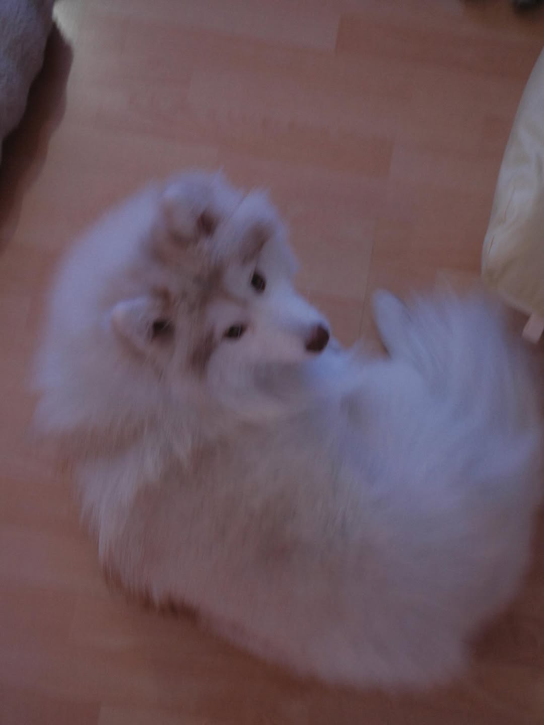 แพนเค้ก - เขมนิจ จามิกรณ์