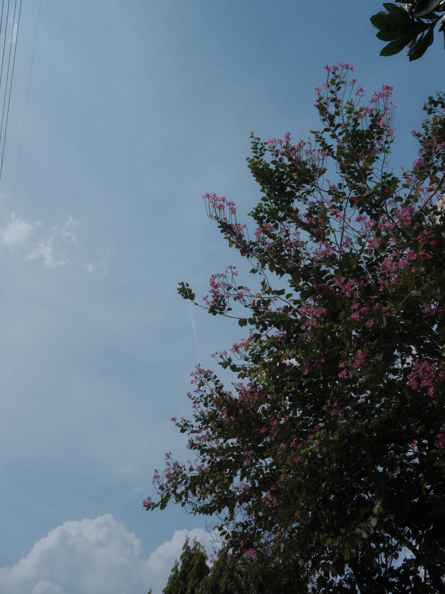 แพนเค้ก - เขมนิจ จามิกรณ์