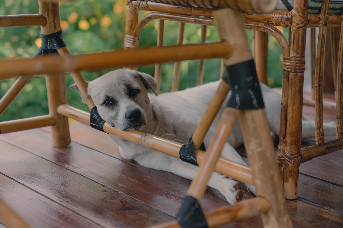 เนเน่ - พรนับพัน พรเพ็ญพิพัฒน์