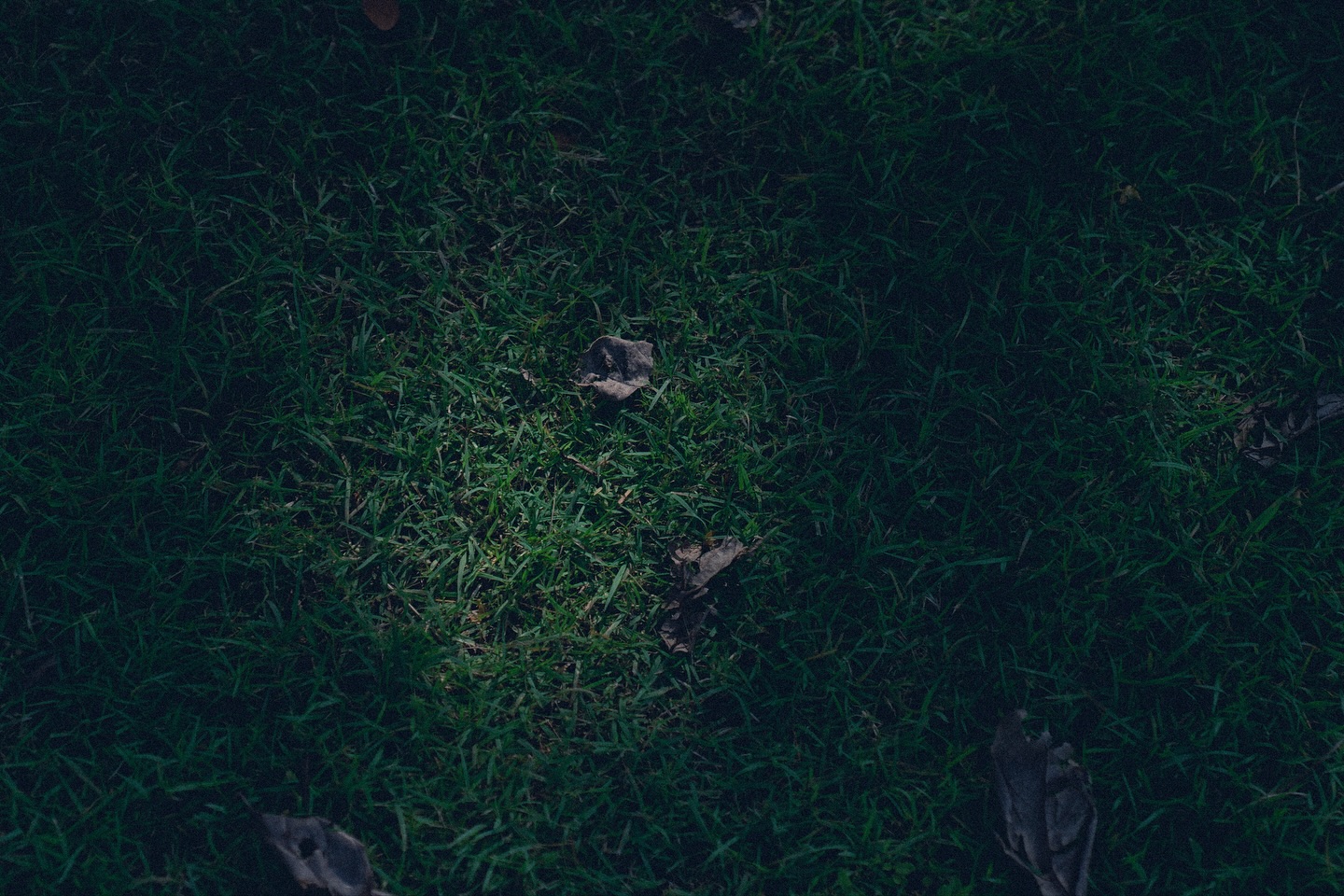 เนเน่ - พรนับพัน พรเพ็ญพิพัฒน์