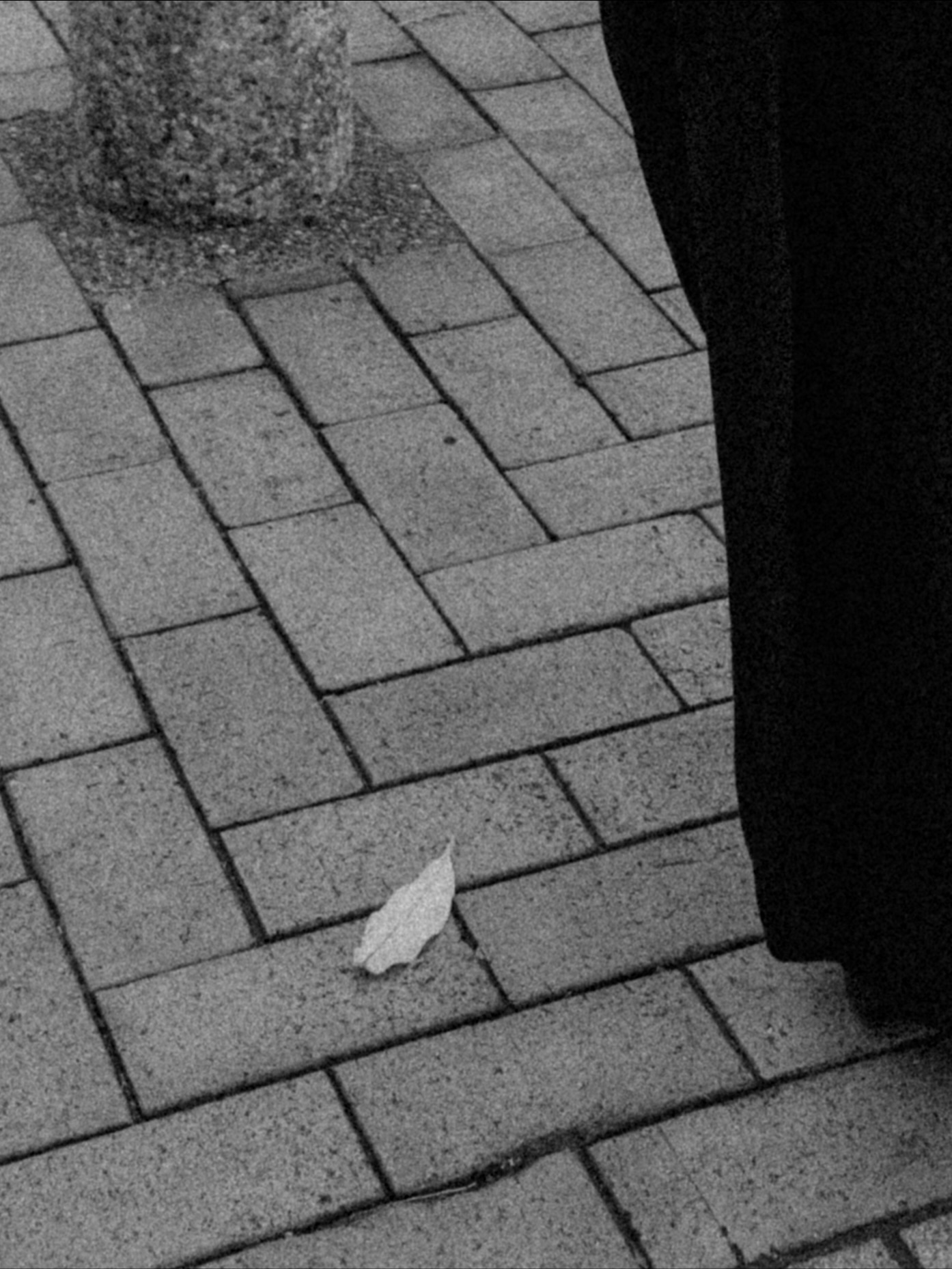 เนเน่ - พรนับพัน พรเพ็ญพิพัฒน์