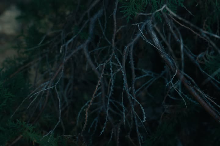 เนเน่ - พรนับพัน พรเพ็ญพิพัฒน์