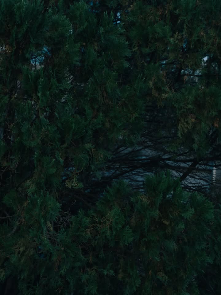 เนเน่ - พรนับพัน พรเพ็ญพิพัฒน์