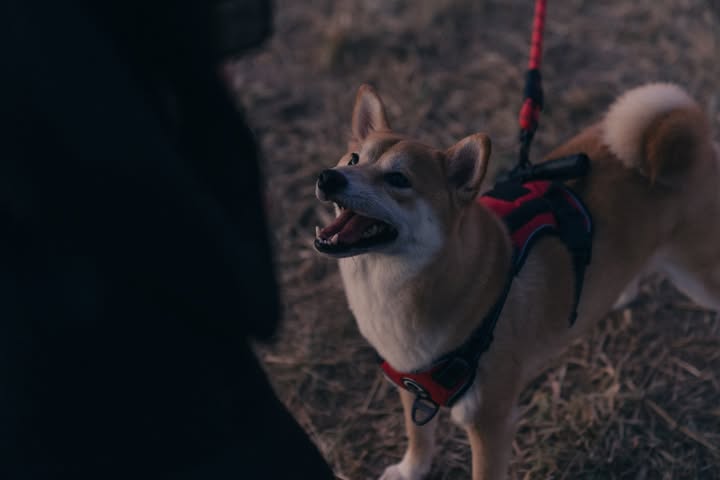 เนเน่ - พรนับพัน พรเพ็ญพิพัฒน์