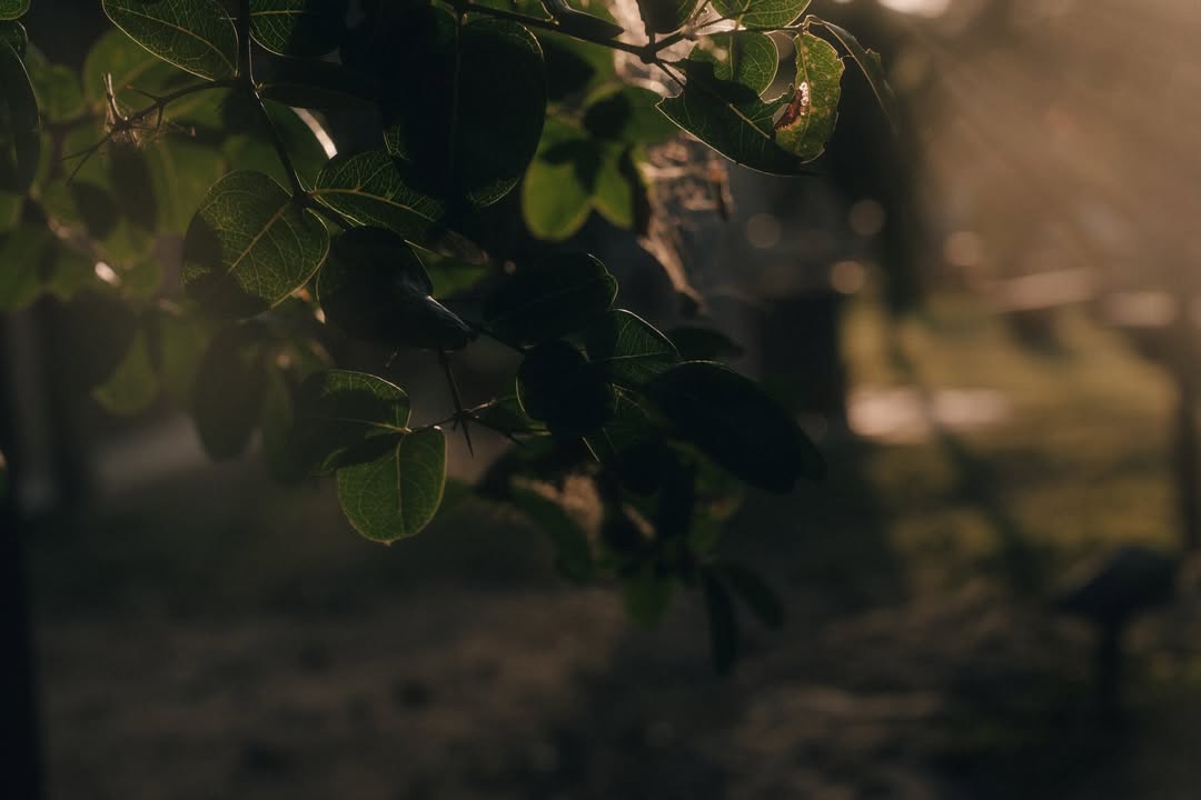 เนเน่ - พรนับพัน พรเพ็ญพิพัฒน์