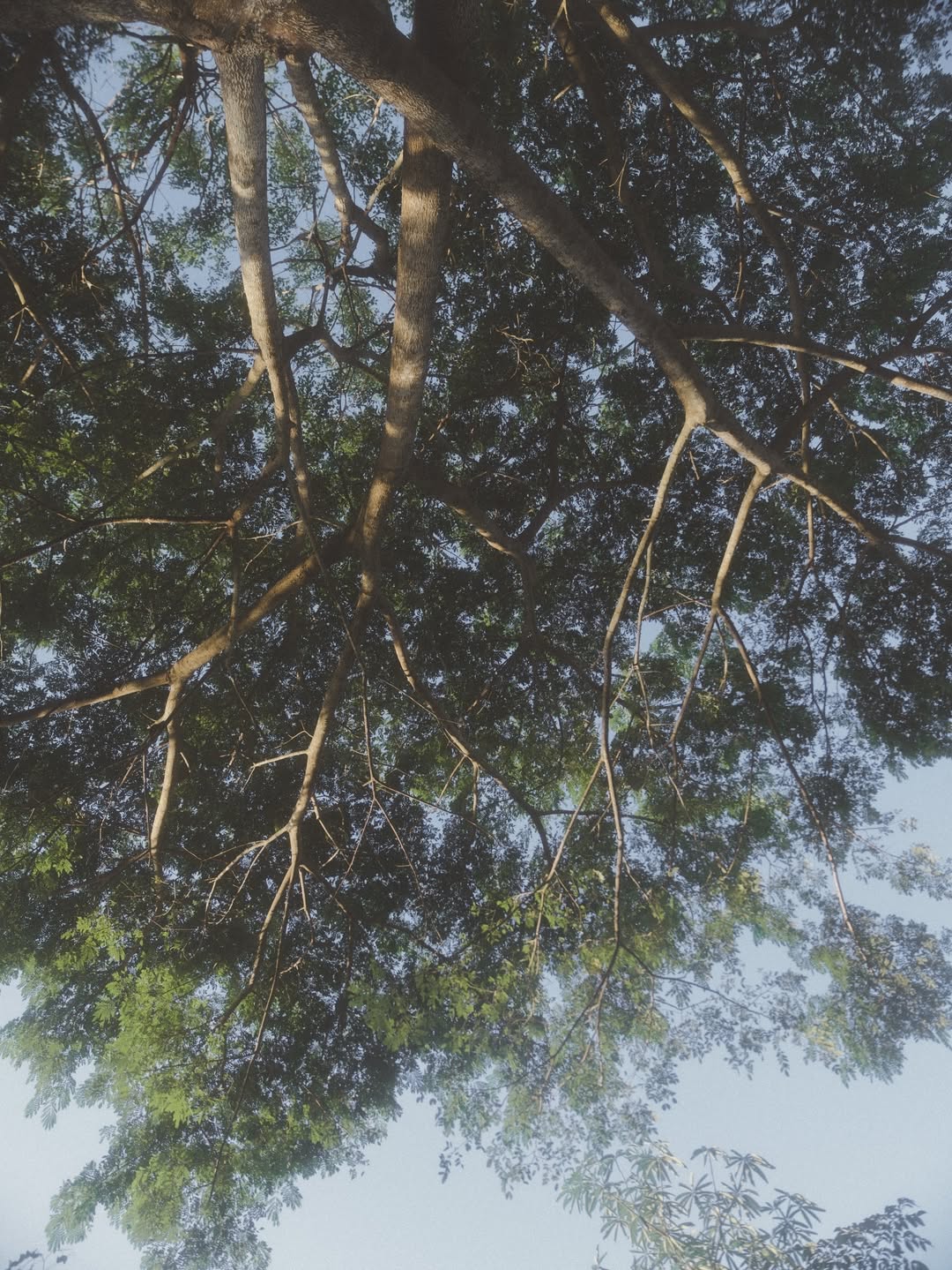 เนเน่ - พรนับพัน พรเพ็ญพิพัฒน์