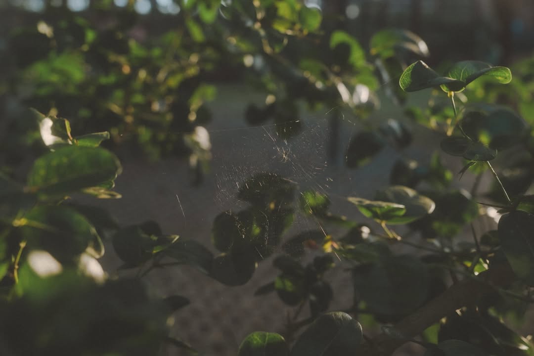 เนเน่ - พรนับพัน พรเพ็ญพิพัฒน์