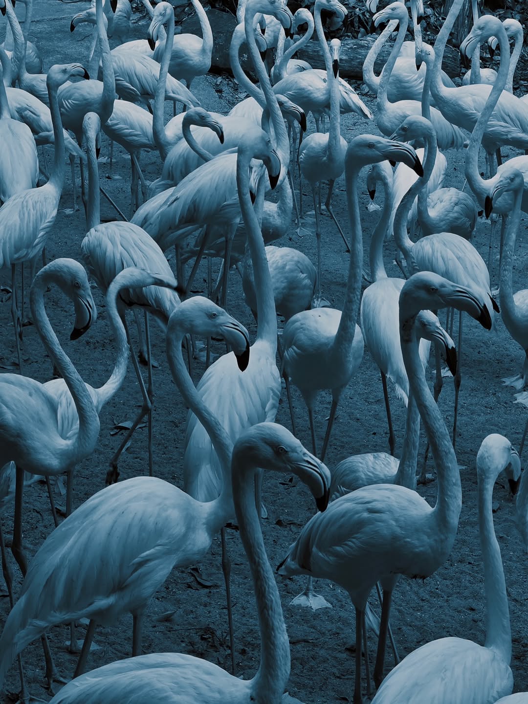 เนเน่ - พรนับพัน พรเพ็ญพิพัฒน์