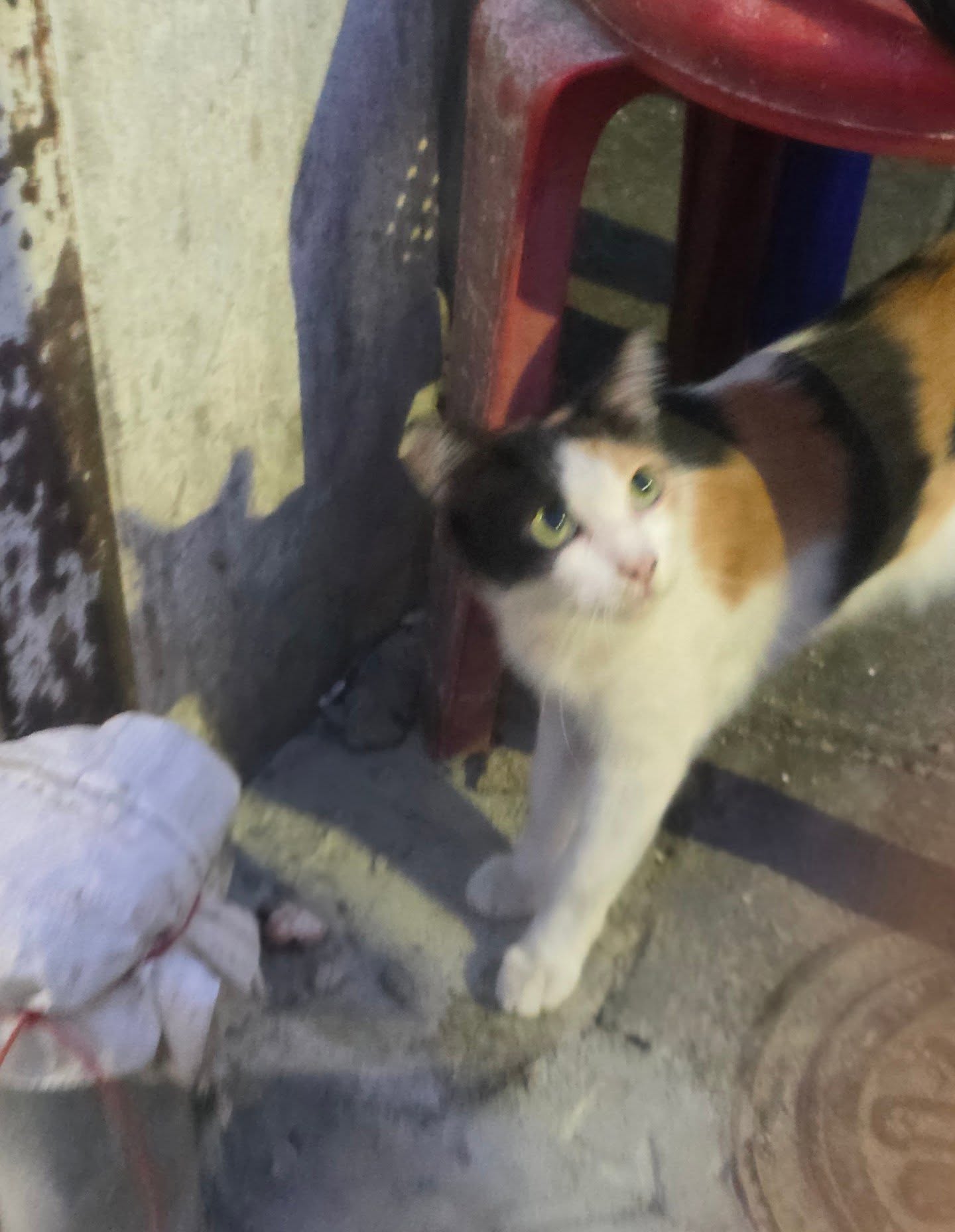 เนเน่ - พรนับพัน พรเพ็ญพิพัฒน์