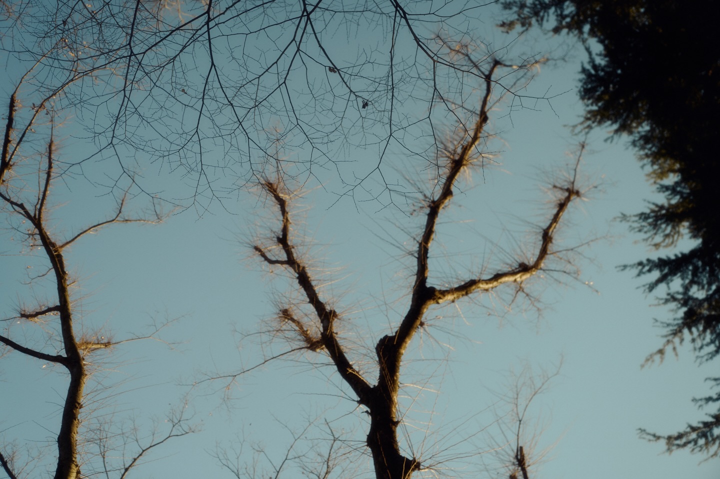 เนเน่ - พรนับพัน พรเพ็ญพิพัฒน์