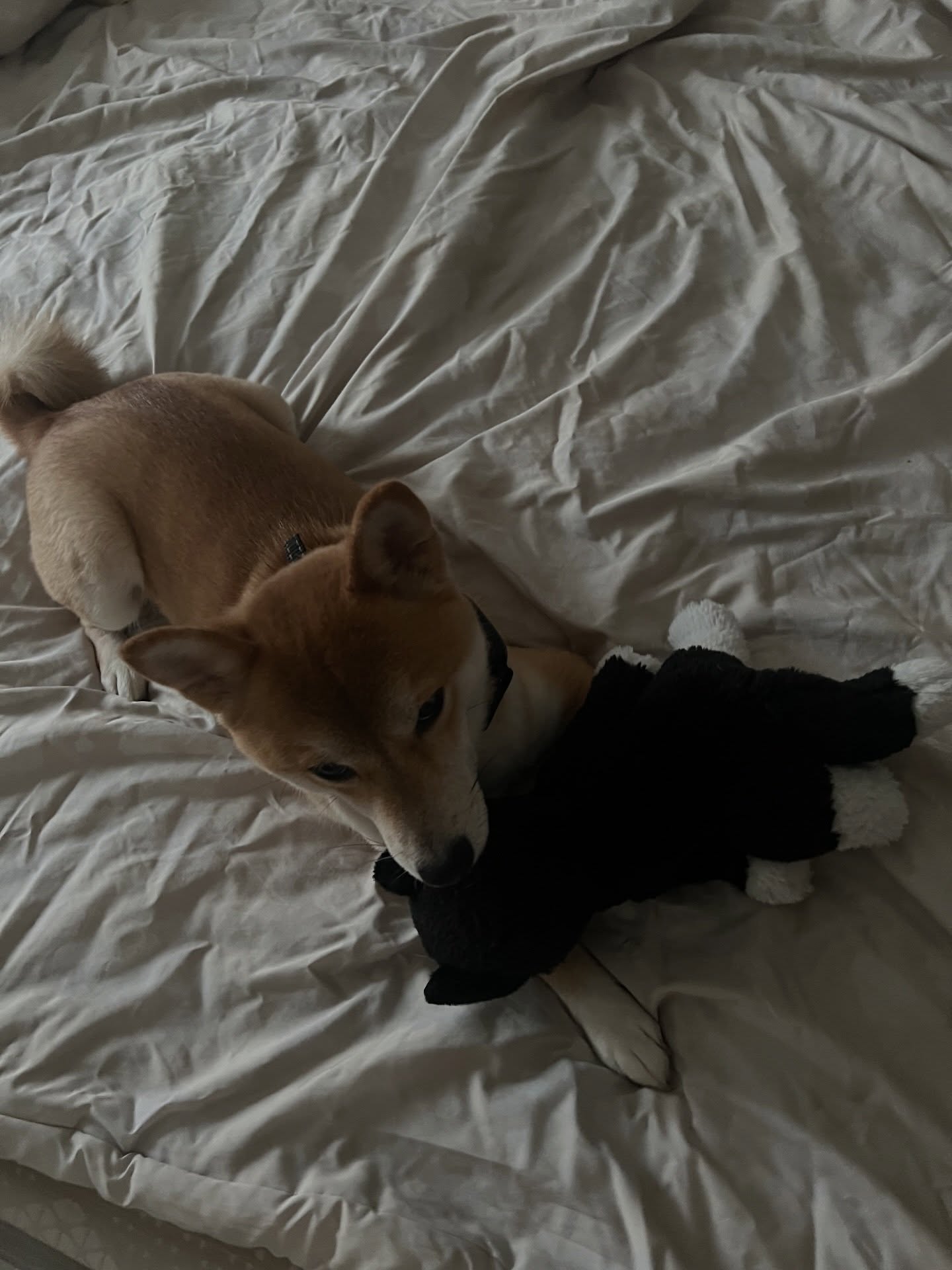 เนเน่ - พรนับพัน พรเพ็ญพิพัฒน์