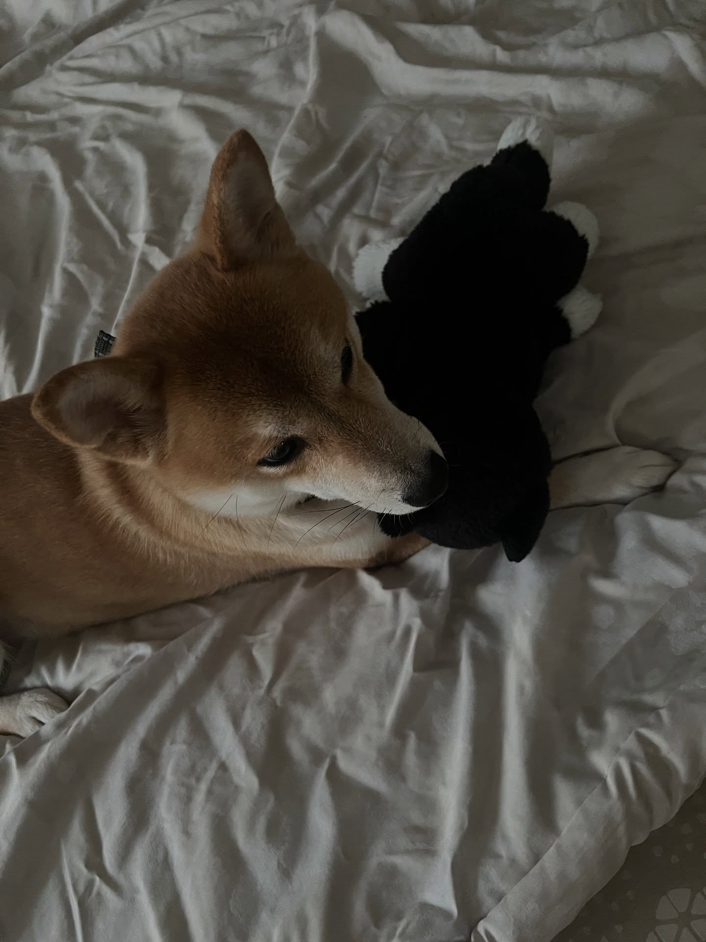 เนเน่ - พรนับพัน พรเพ็ญพิพัฒน์