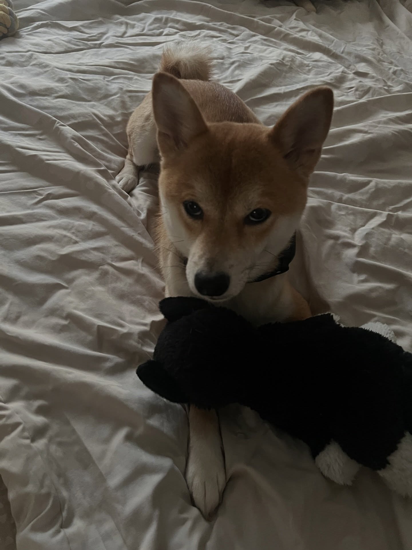 เนเน่ - พรนับพัน พรเพ็ญพิพัฒน์