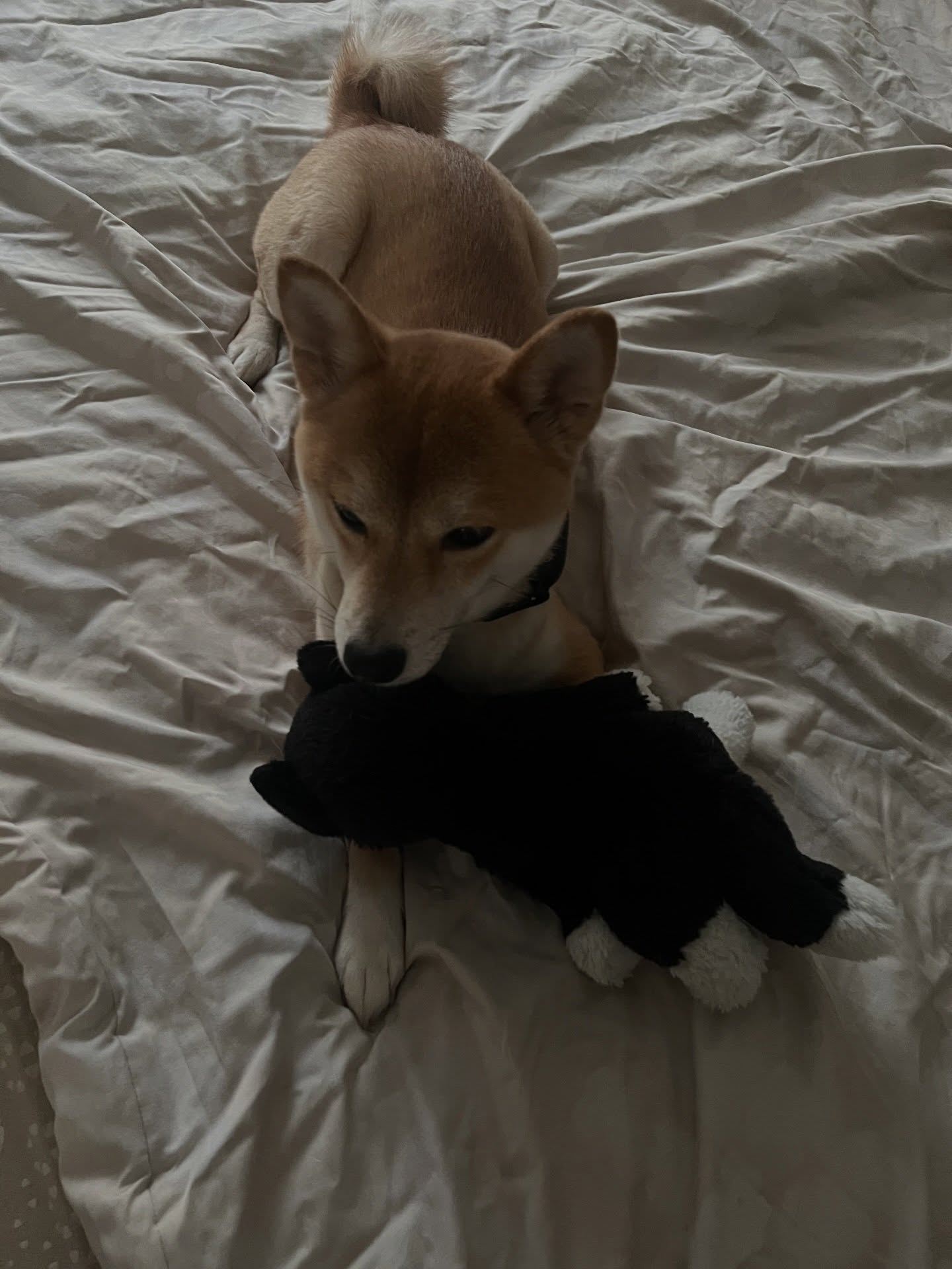 เนเน่ - พรนับพัน พรเพ็ญพิพัฒน์