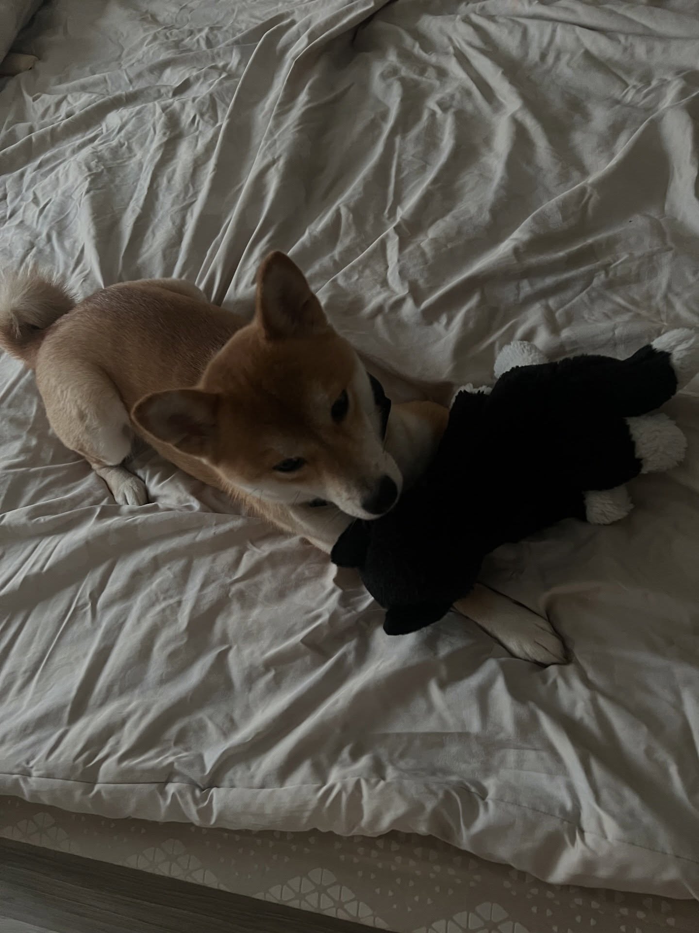 เนเน่ - พรนับพัน พรเพ็ญพิพัฒน์