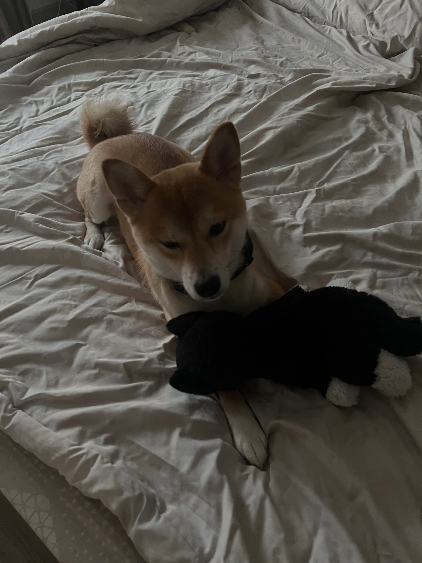 เนเน่ - พรนับพัน พรเพ็ญพิพัฒน์